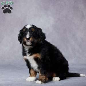 Dante, Mini Bernedoodle Puppy